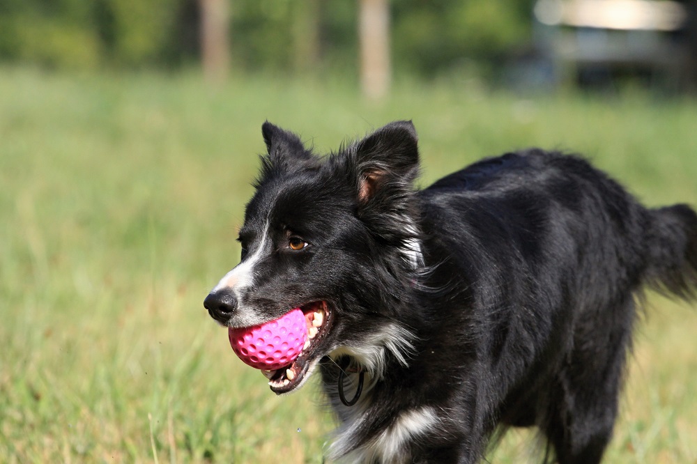 Ball-Hund-2