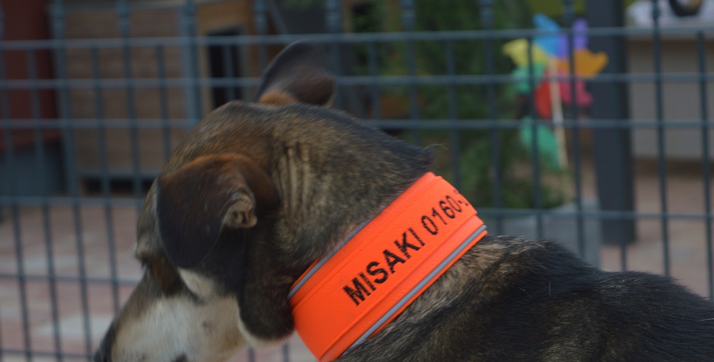 Signalband am Hund Neon-Orange Besticktes Biothane-Signalband in Neon-Orange mit Softshell-Polsterung und Gummizug an braunem Hund