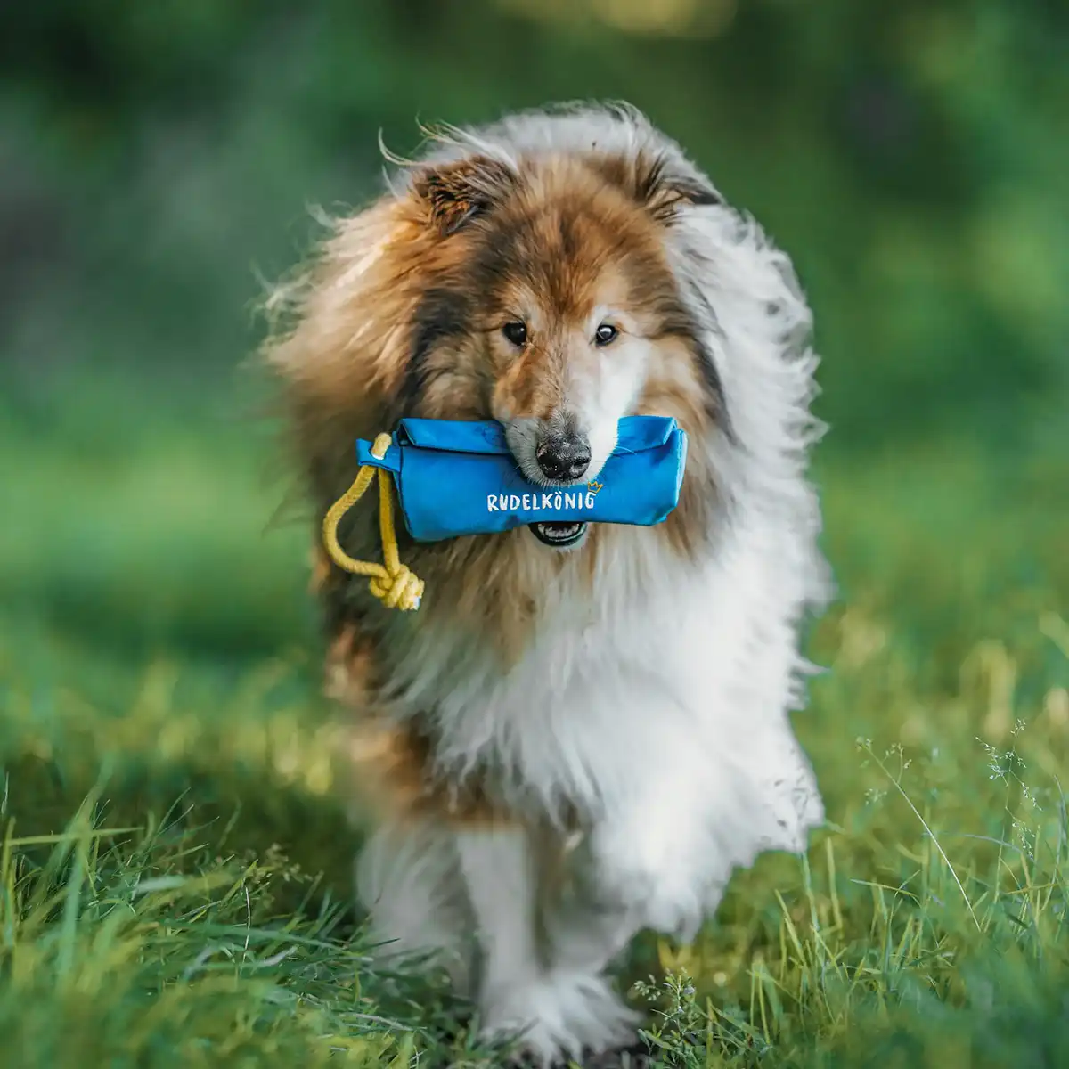 Rudelkönig Leckerlibeutel in Blau, von einem Hund getragen beim Laufen im Grünen.