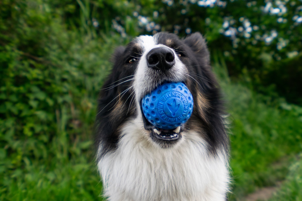 Ball-Hund