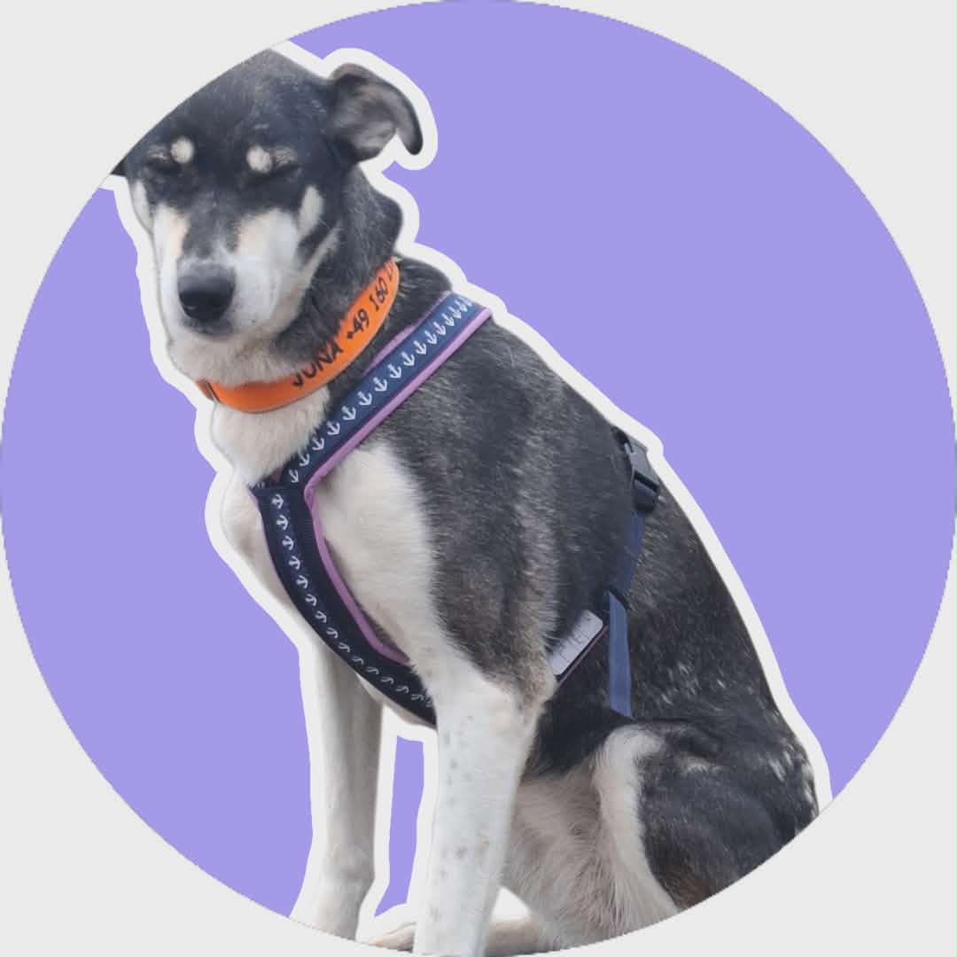 Hunde Führgeschirr ANKER