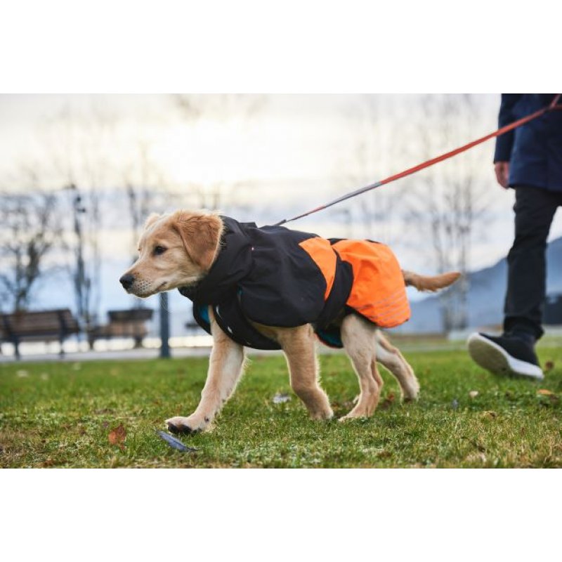 Hund trägt den Nonstop Wintermantel Glacier 2.0 in Orange und Schwarz bei einem Spaziergang im Freien, idealer Schutz vor Kälte und Wind.