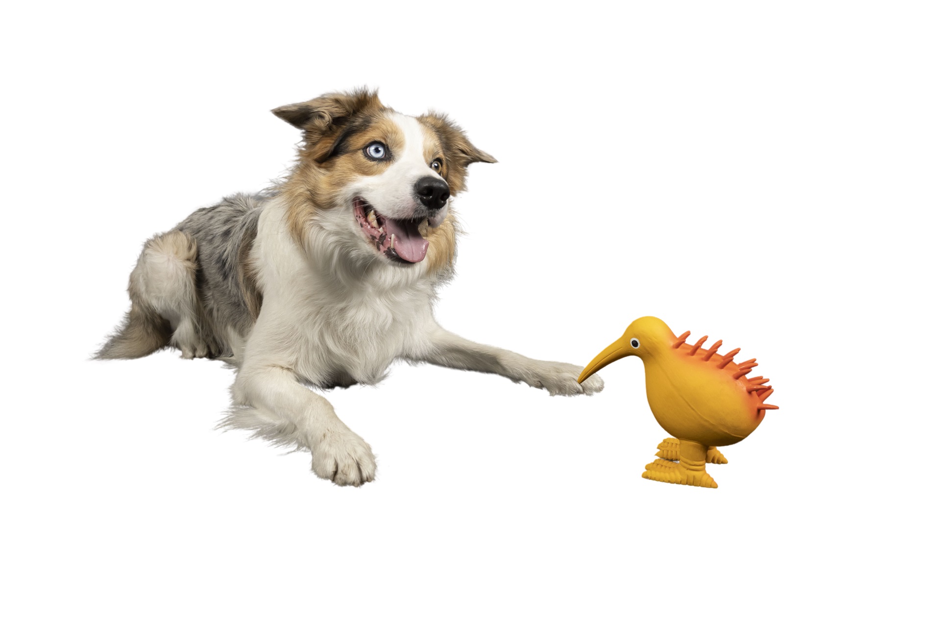 kiwi_walker_vogel_4