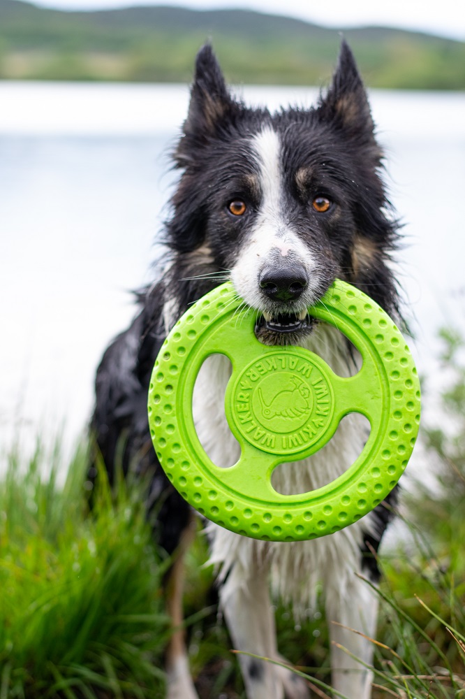 Frisbee-1