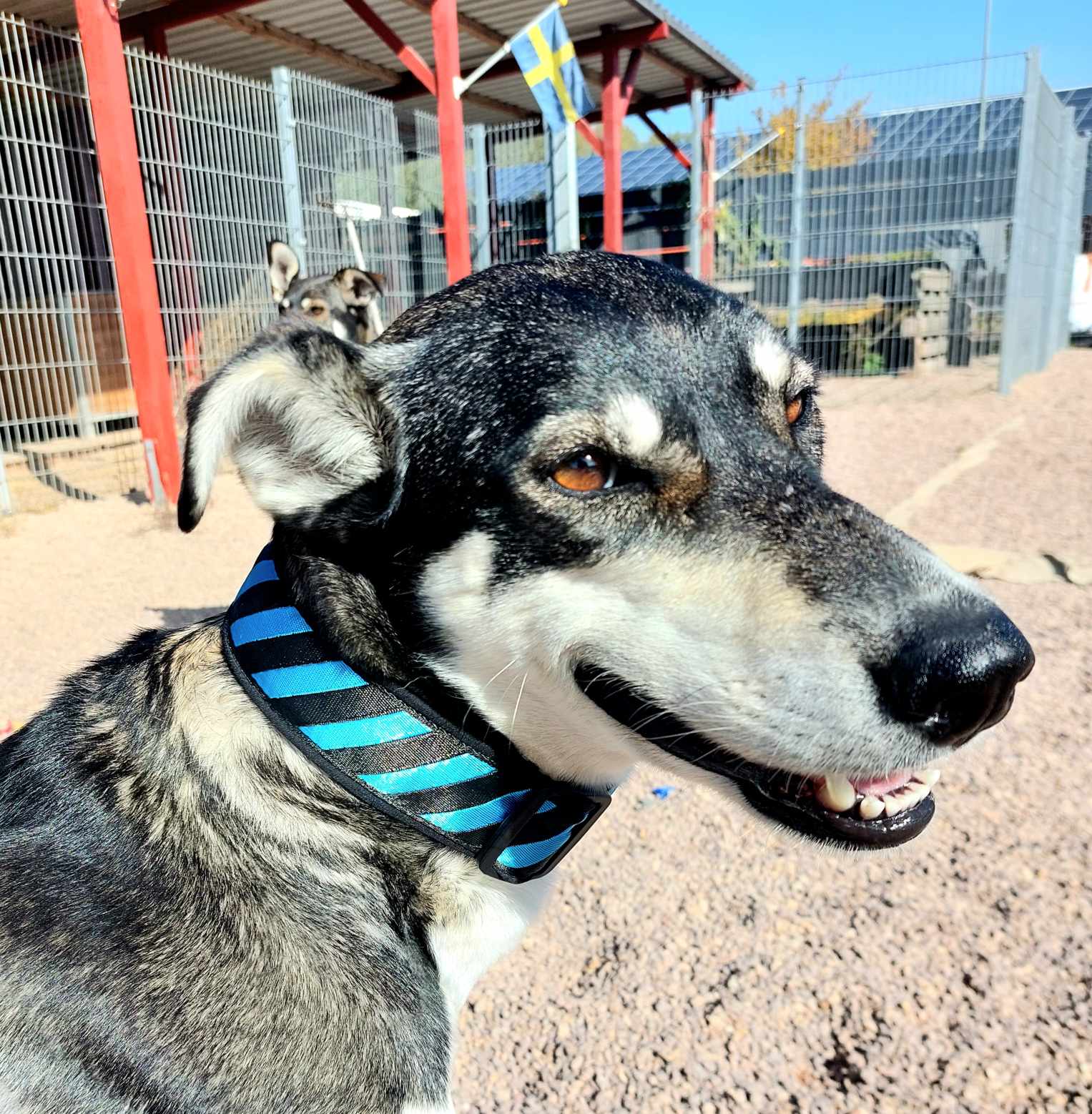 Softshell Halsband am Hund Hund mit 40 mm Softshell-Halsband in Gelb/Schwarz mit Steckschnalle