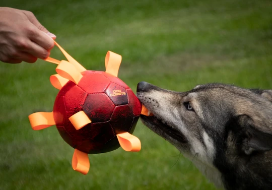COME051A2-dog-comets-hypernova-orange