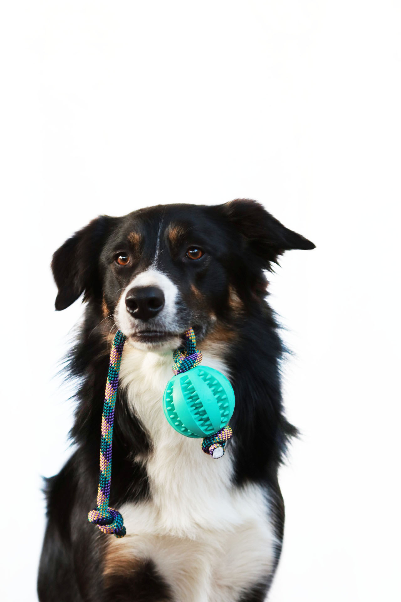 Hund hält mintfarbenen Ball mit Tau im Maul, robustes Hundespielzeug für Wurf- und Zerrspiele.