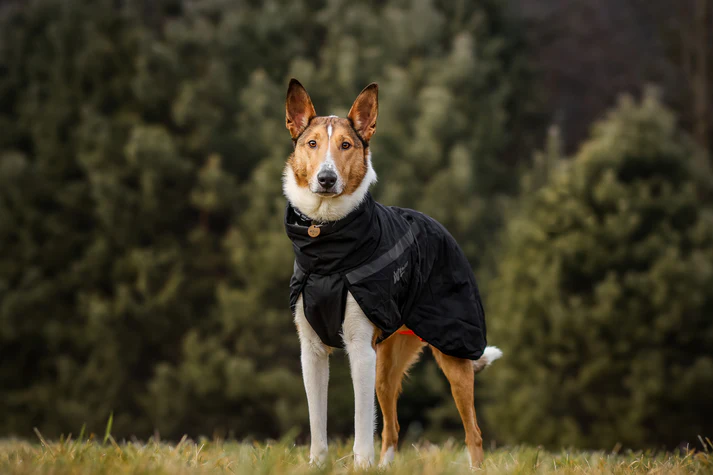 trekking_insulated_dog_jacket_setting_3