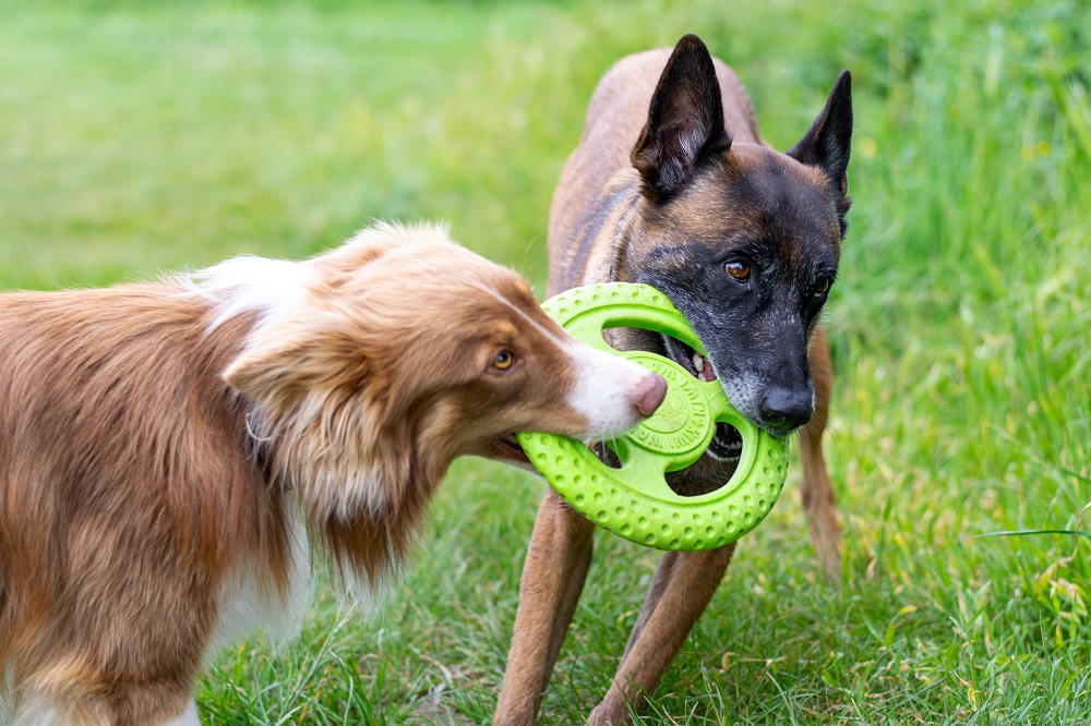 Frisbee-2