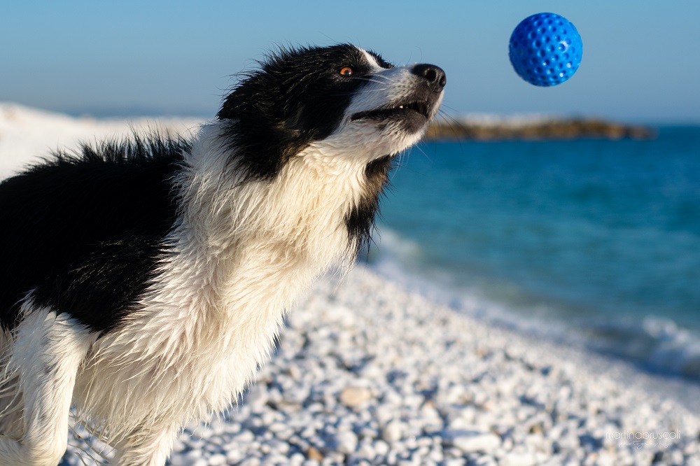 Ball-Hund-3