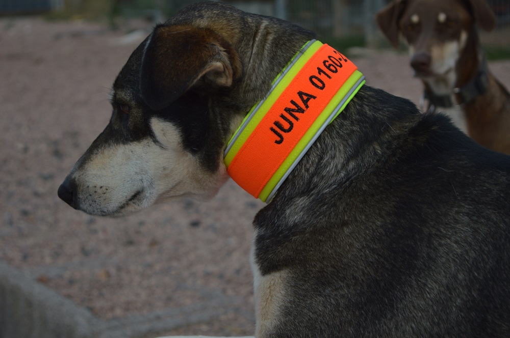 Softshell-Polsterung und Gummizug an schwarzem Hund Signalband am Hund Neon-Gelb Besticktes Biothane-Signalband in Neon-Gelb mit Softshell-Polsterung und Gummizug an schwarzem Hund