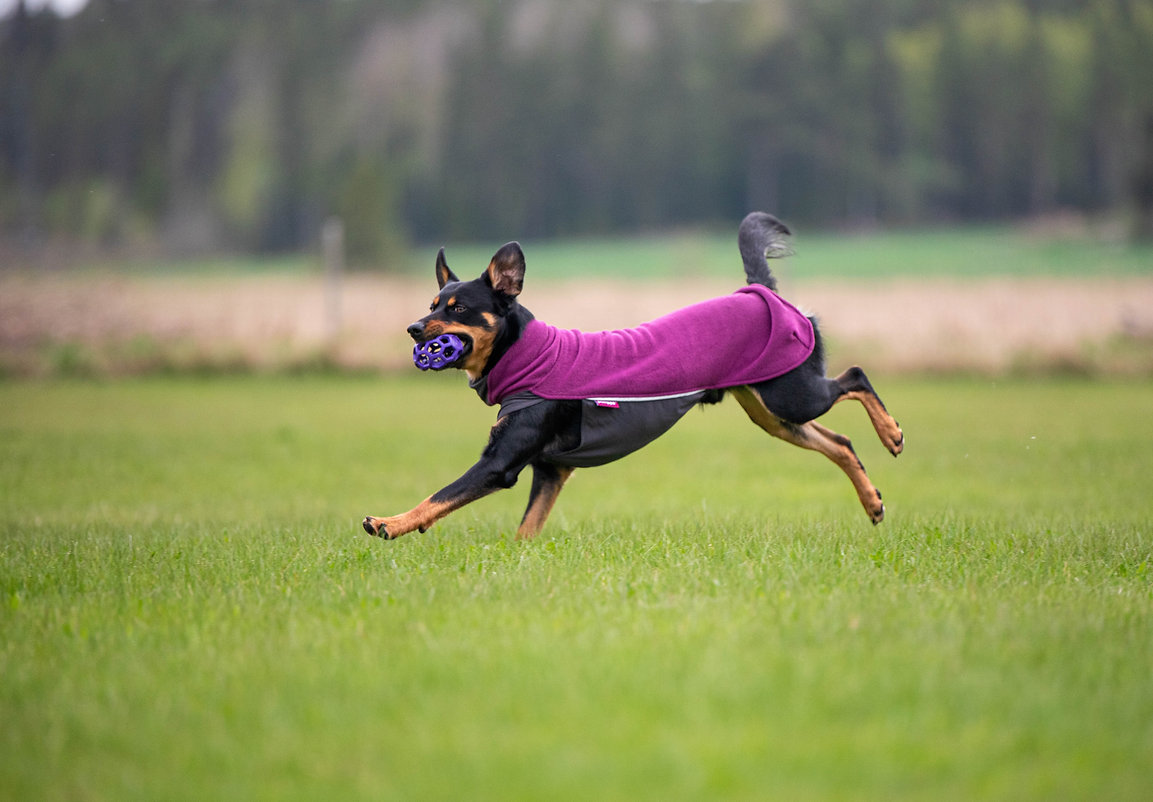 Pomppa Jumppa Fleece Pullover pflaume