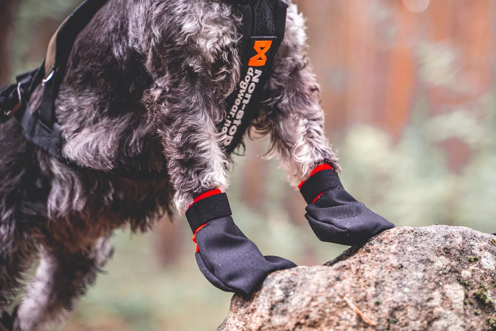 nahaufnahme von hundepfoten mit schwarzen nylon booties und orangem klettverschluss