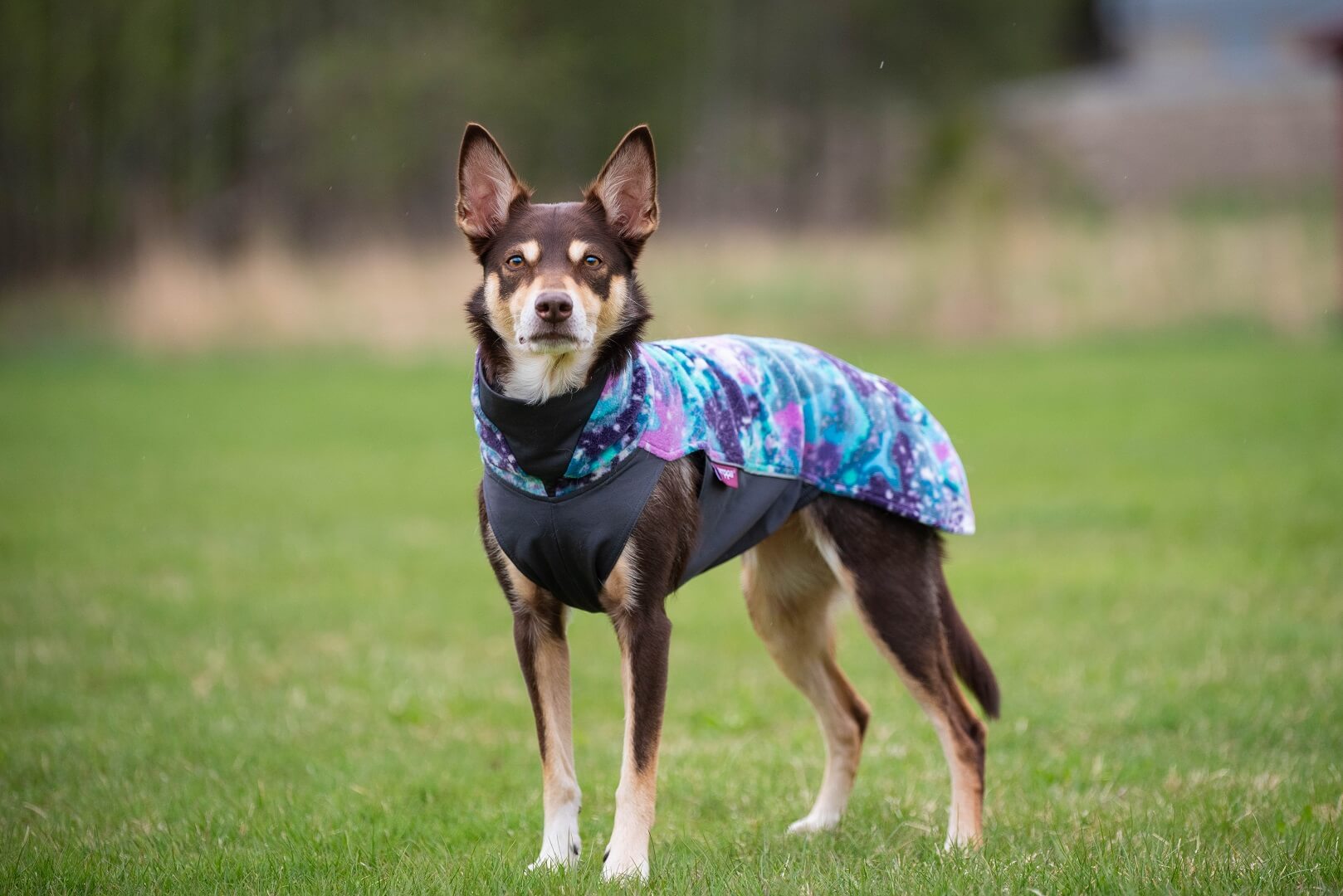 Pomppa-aurora Pomppa Jumppa Fleece Pullover Aurora